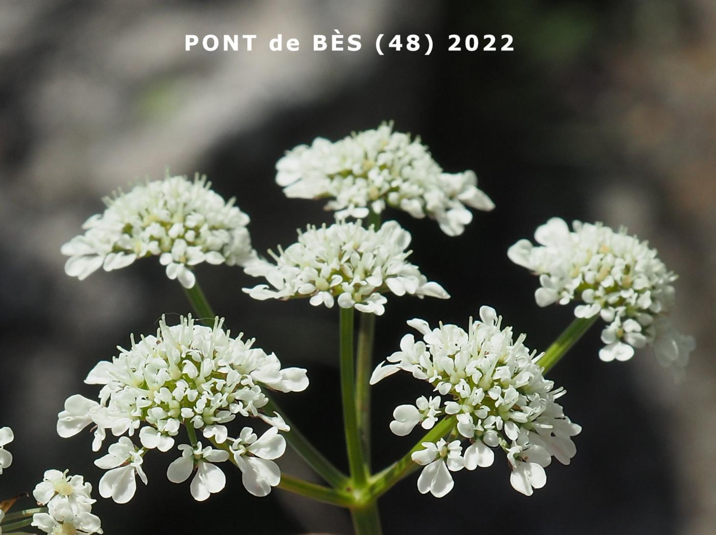 Dropwort, (Masterwort-leaved) Water flower